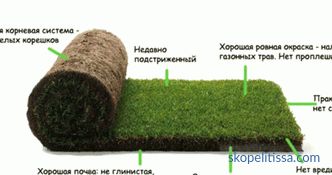 Césped de hierba en rollos, precios de hierba enrollada, que césped de hierba compre en Moscú