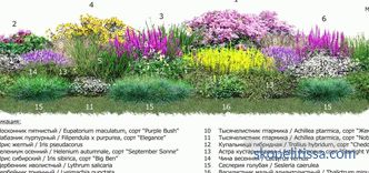 Macizo de flores a lo largo de la cerca: las reglas del diseño del paisaje