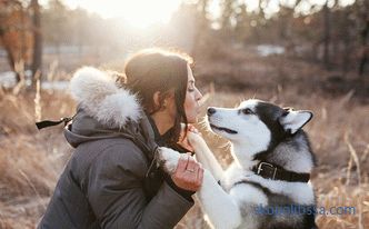 Pajarera para perros esquimales: cómo hacer y dónde instalar